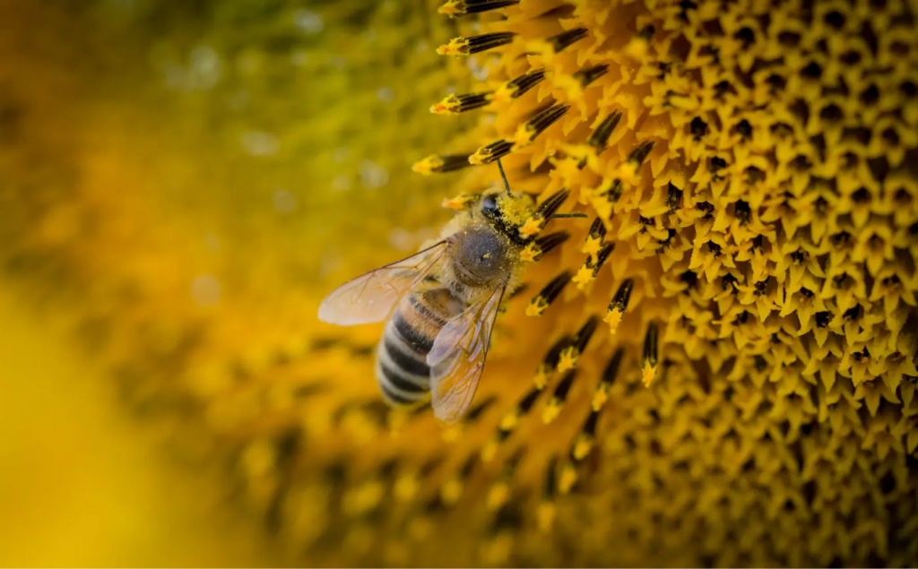 pollen-6.webp